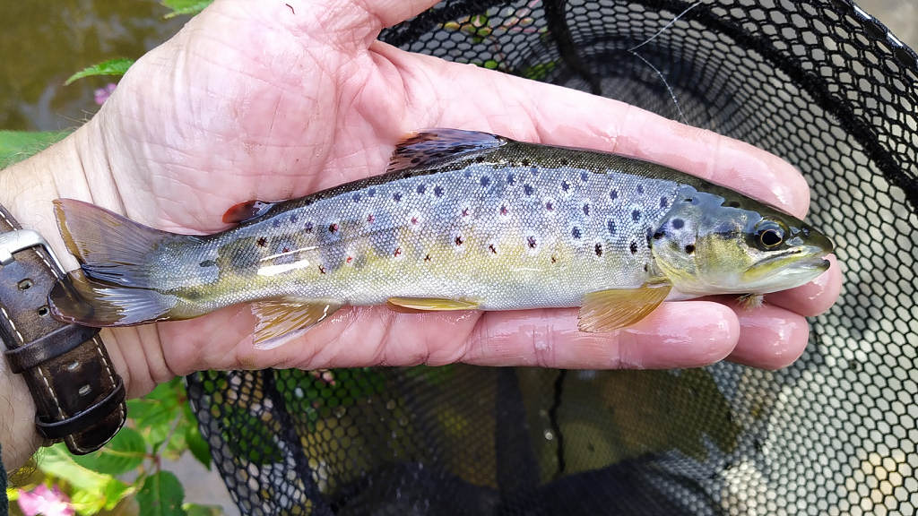 Photo of the Mill Wall trout